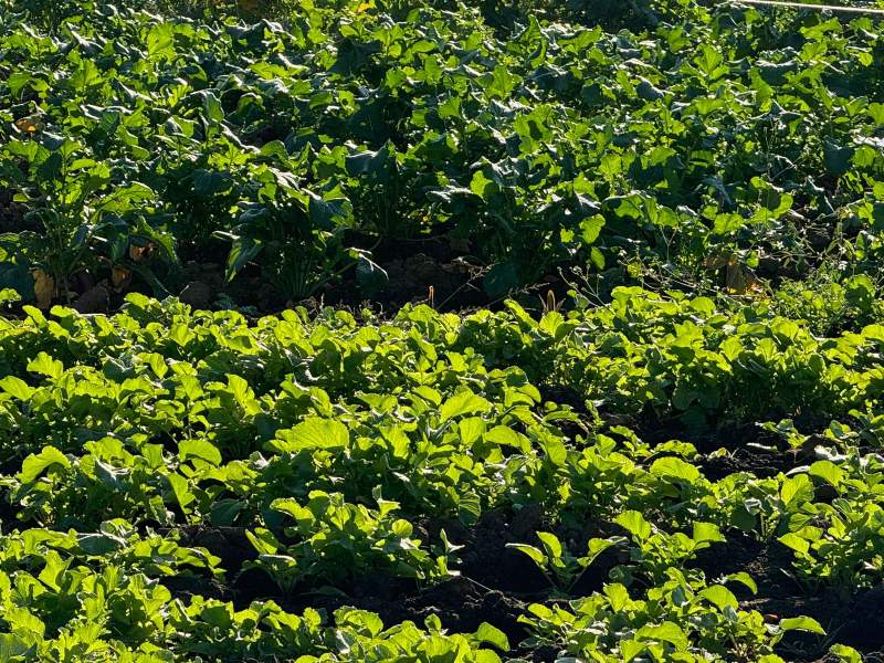 Reporta SEFADER afectaciones en árboles frutales por bajas temperaturas en Oaxaca