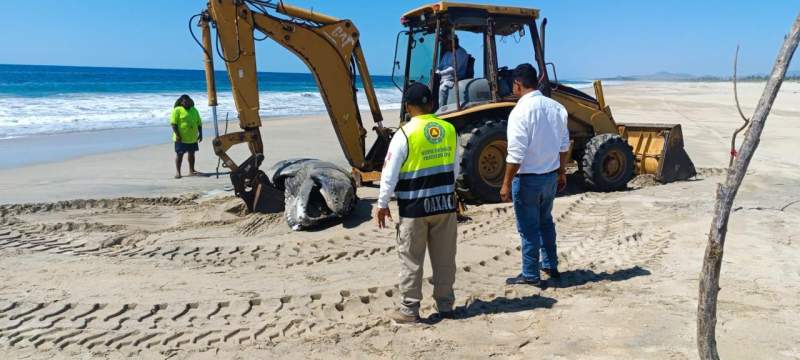 Atiende Protección Civil varamiento de ballena en playa de Oaxaca