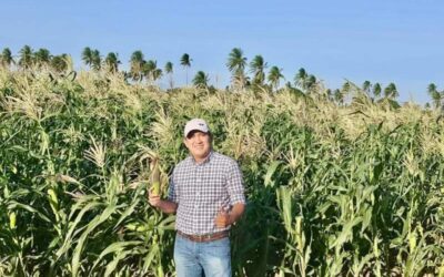 Oaxaca, está listo para producir el maíz blanco que ya no se cosecha en el norte: Nino Morales