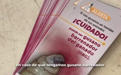 Convoca Gobierno de Oaxaca a vigilancia permanente de personas ganaderas para prevenir gusano barrenador