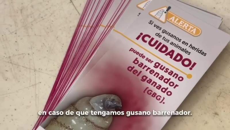 Convoca Gobierno de Oaxaca a vigilancia permanente de personas ganaderas para prevenir gusano barrenador