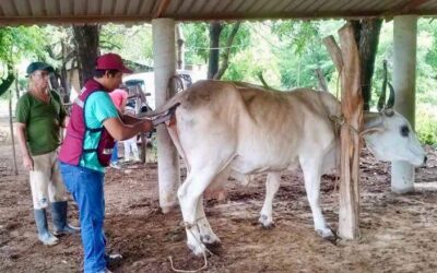 Juchitán impulsa inseminación artificial para mejorar calidad del ganado