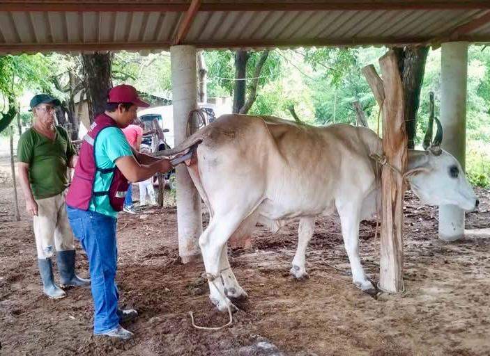 Juchitán impulsa inseminación artificial para mejorar calidad del ganado