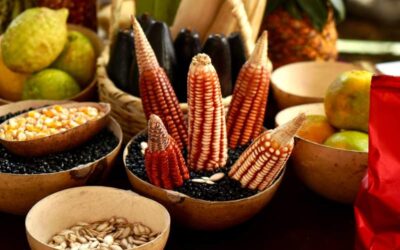 Oaxaca cerca de alcanzar la autosuficiencia alimentaria en maíz: Sefader