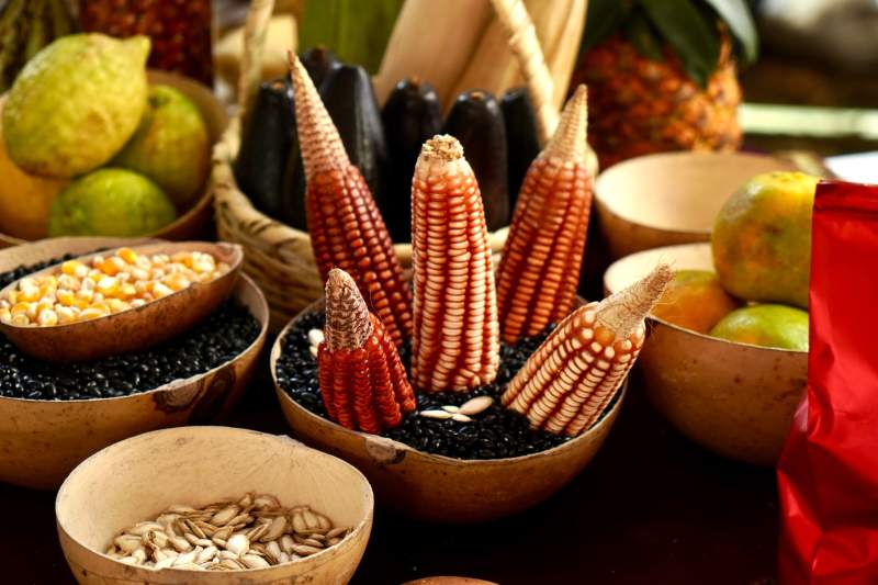 Oaxaca cerca de alcanzar la autosuficiencia alimentaria en maíz: Sefader