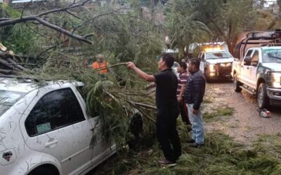 Atienden de inmediato reportes por caída de árboles y encharcamientos en Oaxaca de Juárez