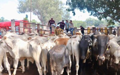 No existe alerta sanitaria por el gusano barrenador en Oaxaca: Sefader