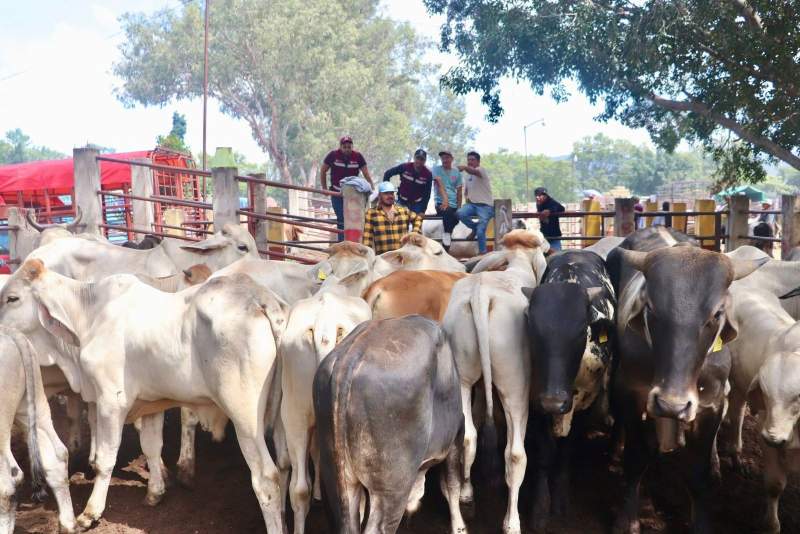 No existe alerta sanitaria por el gusano barrenador en Oaxaca: Sefader