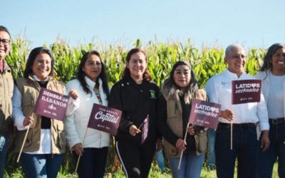 Oaxaca de Juárez da inicio a la siembra simbólica de rábanos rumbo a la Noche de Rábanos 2025