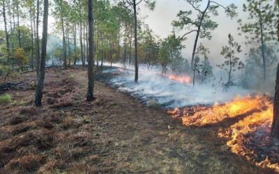 Reportan 33 incendios forestales en Oaxaca; 1 permanece activo en Reforma de Pineda