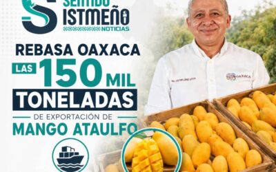 Rebasa Oaxaca las 150 mil toneladas de exportación de mango Ataulfo