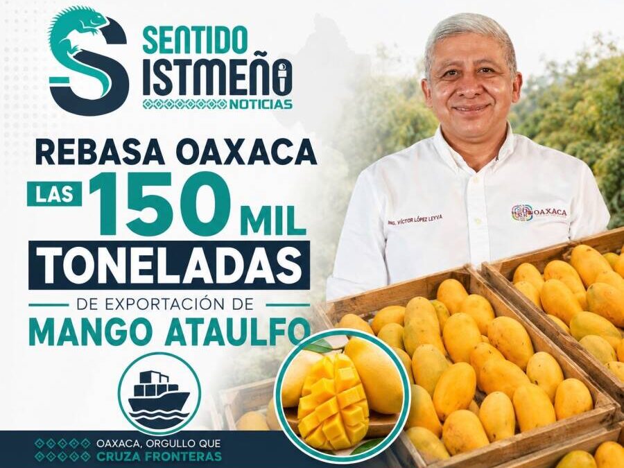 Rebasa Oaxaca las 150 mil toneladas de exportación de mango Ataulfo