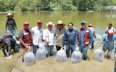 Siembran 300 mil crías de tilapia en presa Yosocuta para fortalecer pesca en la Mixteca