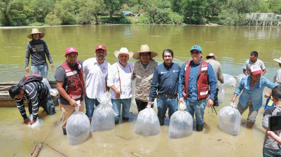 Siembran 300 mil crías de tilapia en presa Yosocuta para fortalecer pesca en la Mixteca